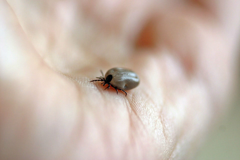 Maladie de Lyme et Argent Colloïdal