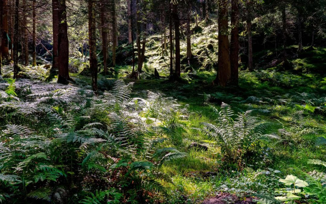 Bains de forêt : immersion dans le Shinrin-yoku avec une guide spécialisée