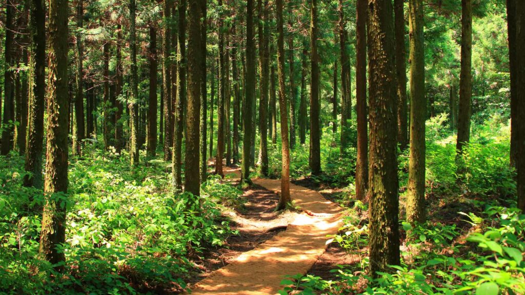 sentier dans une forêt